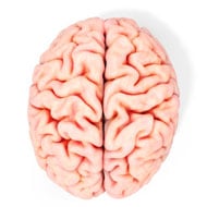 Human Brain on White Background