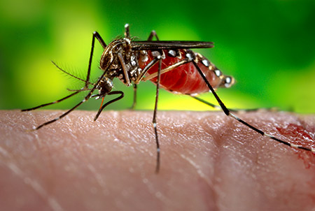Update on the Zika Virus