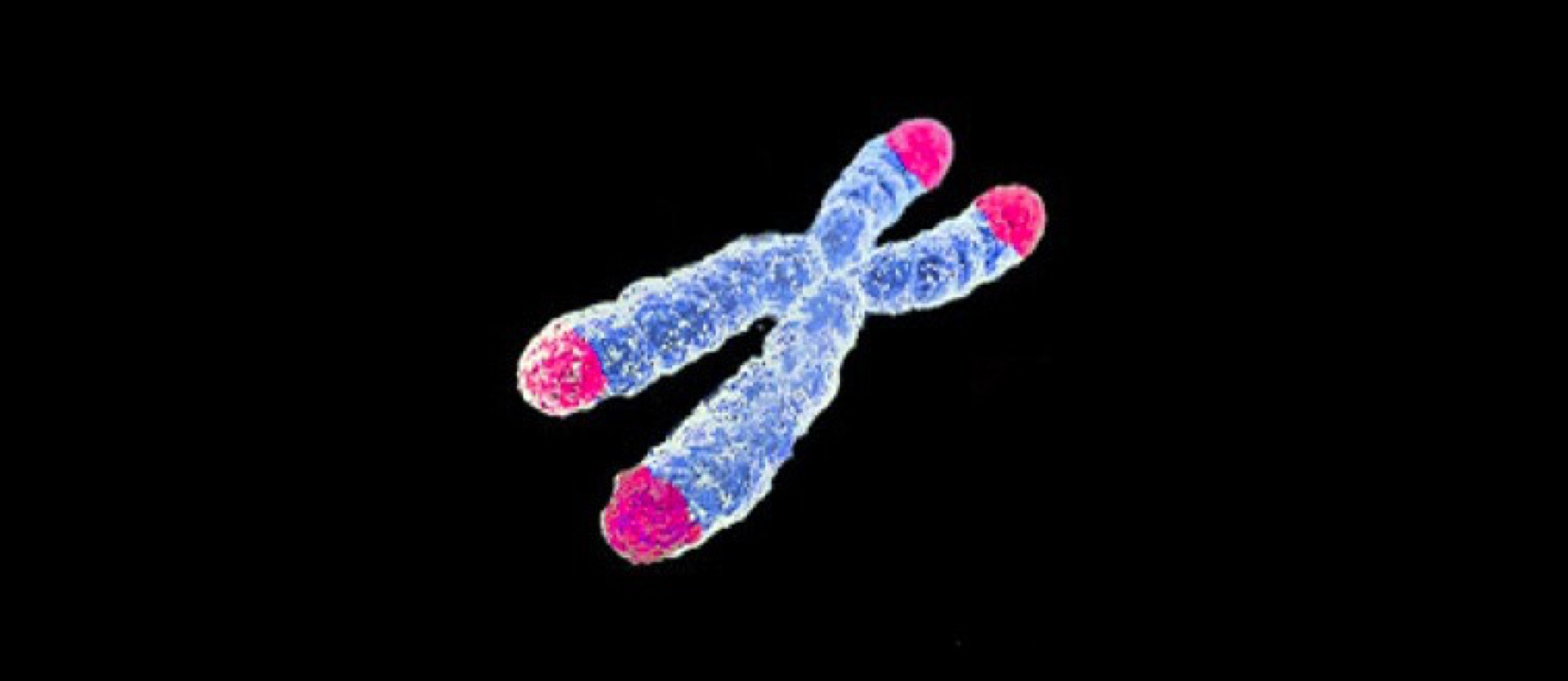 How to Protect Our Telomeres with Diet