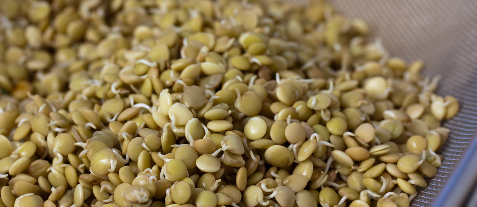 Are Sprouted Lentils Healthier Than Canned Lentils?