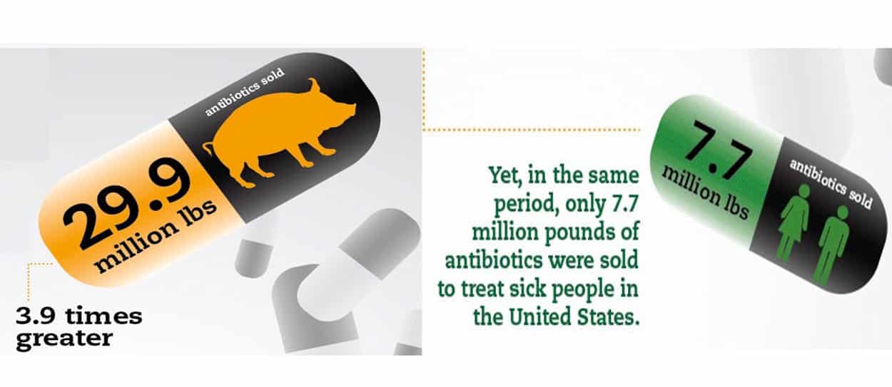 Why Does the Meat Industry Routinely Feed Animals Antibiotics?