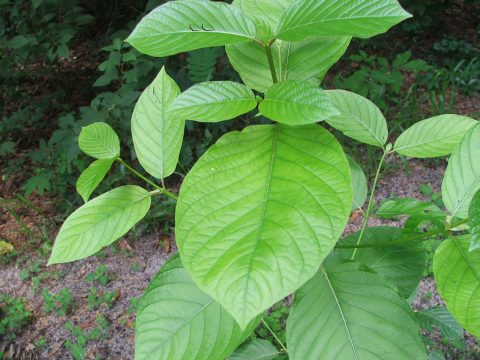 Kratom: another dangerous “natural” remedy